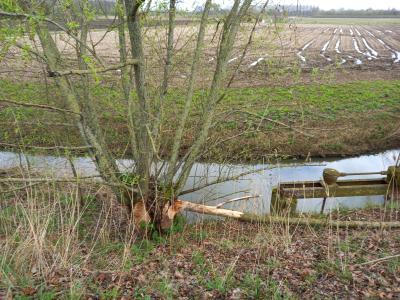 lentewandeling "de Gaendijk" te Moerzeke & Kastel 24 maart 2024 