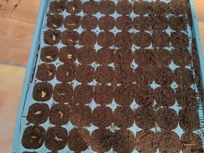 pluktuin voor beginners - workshop